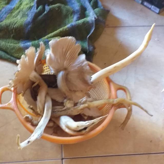 

Jual duung asli