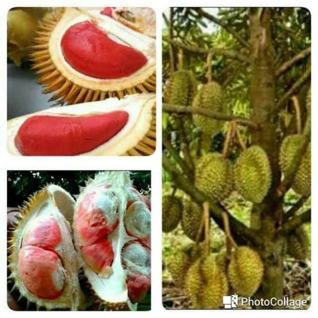 Bibit durian merah kaki 3 superunggul