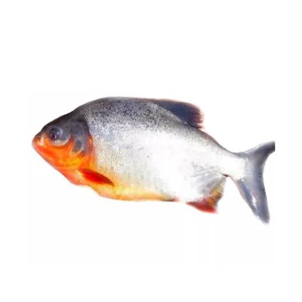 

SayurHD Ikan Bawal Air Tawar 500 Gram