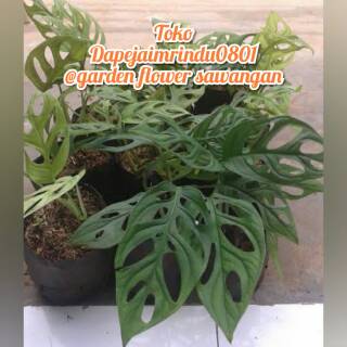 MONSTERA DELICIOSA JANDA BOLONG TANAMAN RAMBAT MURAH MONSTERA DELICIOSA JANDA BOLONG TANAMAN RAMBAT MURAH