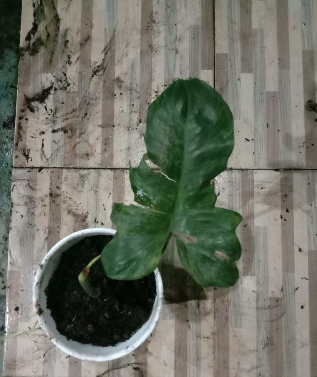 Tanaman Hias Philodendron Dragon Varigata Philo