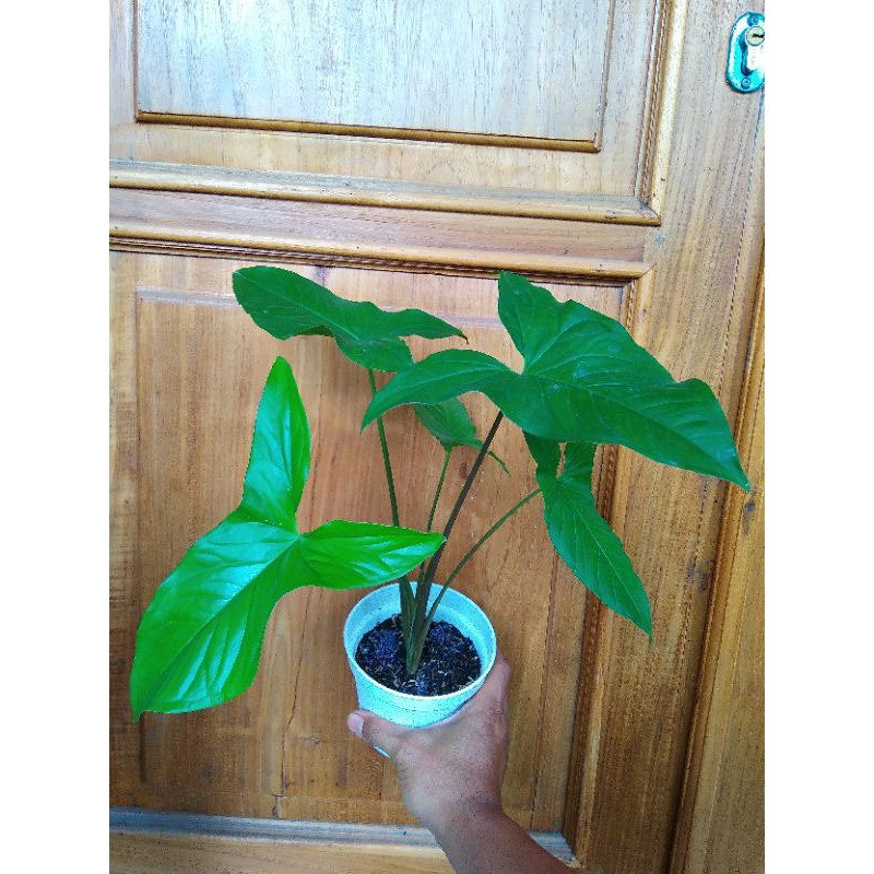 syngonium dark green hijau