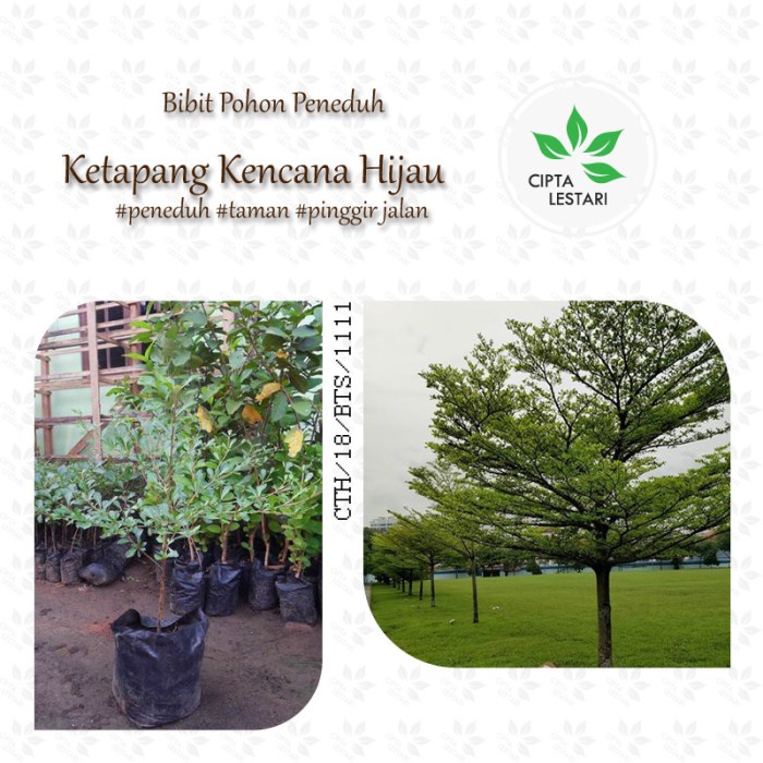 Bibit Pohon Ketapang Kencana Daun Hijau