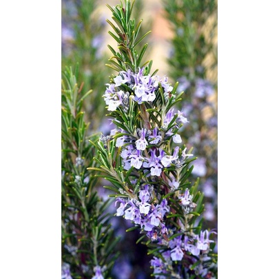 Benih Bibit Biji - Bunga Rosemary (Salvia rosmarinus) Rosemari Herb Seeds - IMPORT