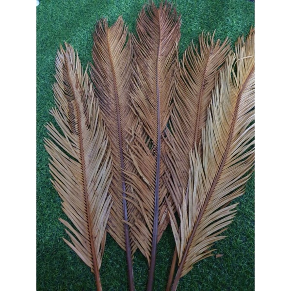 daun palem kering isi 5 batang