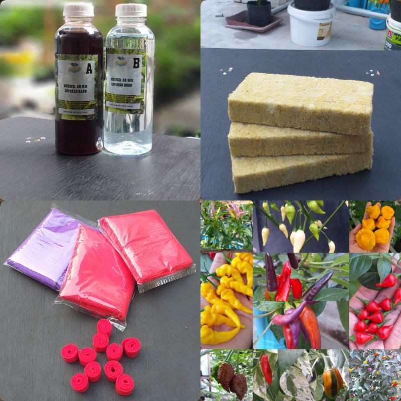 Paket Lengkap Tanam Cabe Hidroponik - 2021