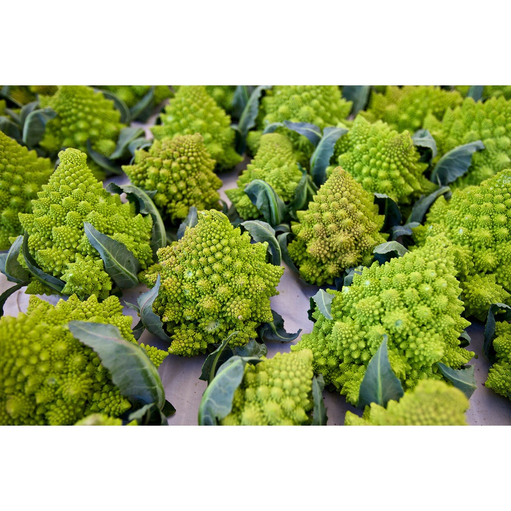 Benih Bibit Biji - Cauliflower Romanesco Natalino Kembang Bunga Kol Hijau Limau Brokoli Seeds - IMPORT