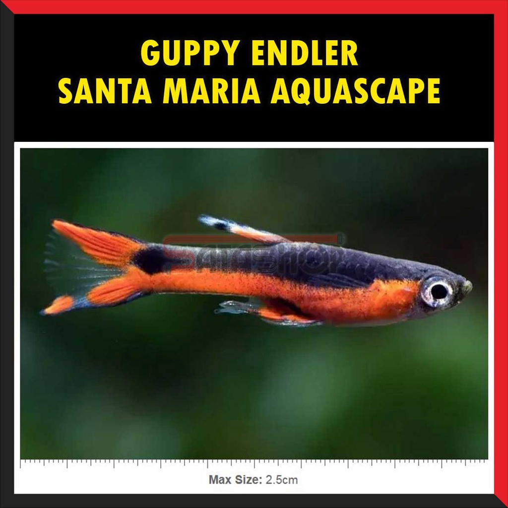 ikan mini endler guppy Santa Maria Bleeding Heart