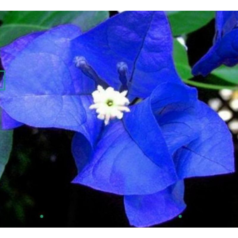 TANAMAN HIAS BOUGENVILLE BUNGA BIRU/POHON BOUGENVILLE