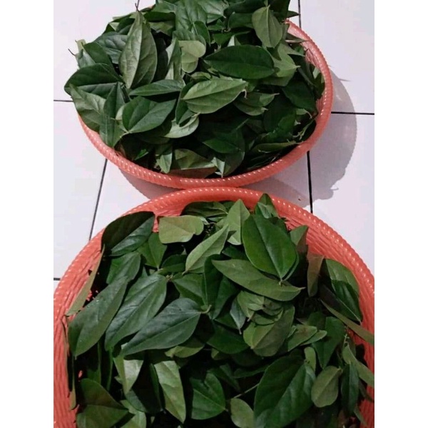 

daun cincau rambat jelly