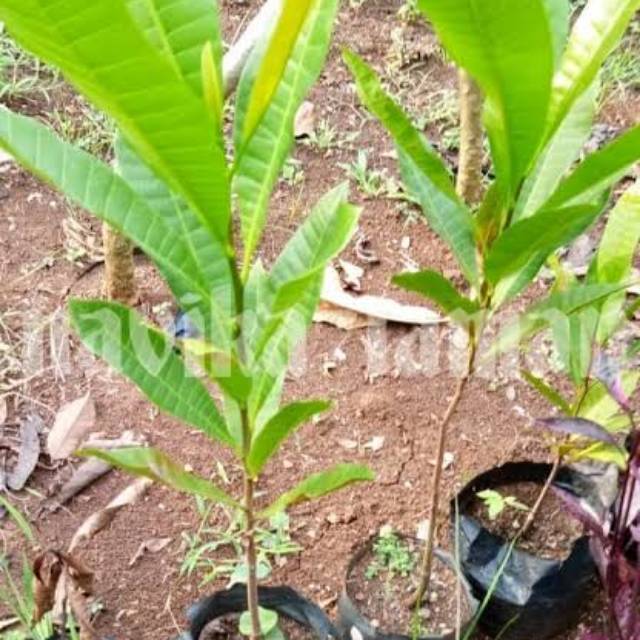 Bibit Pohon Buah Jambu Mede - jambu Monyet