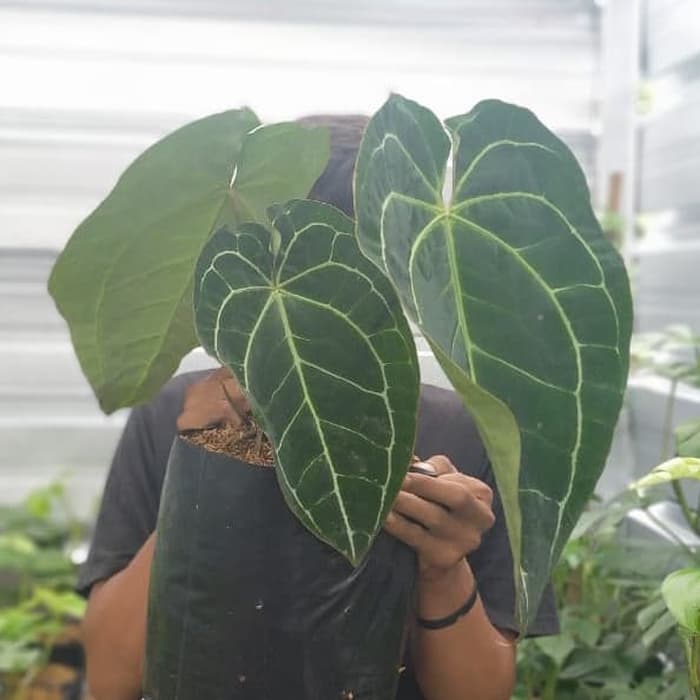 tanaman hias kuping gajah daun besar - anthurium kuping gajah