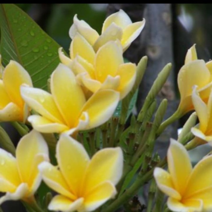 PROMOpohon kamboja bali bunga kuning//tinggi 1 meter