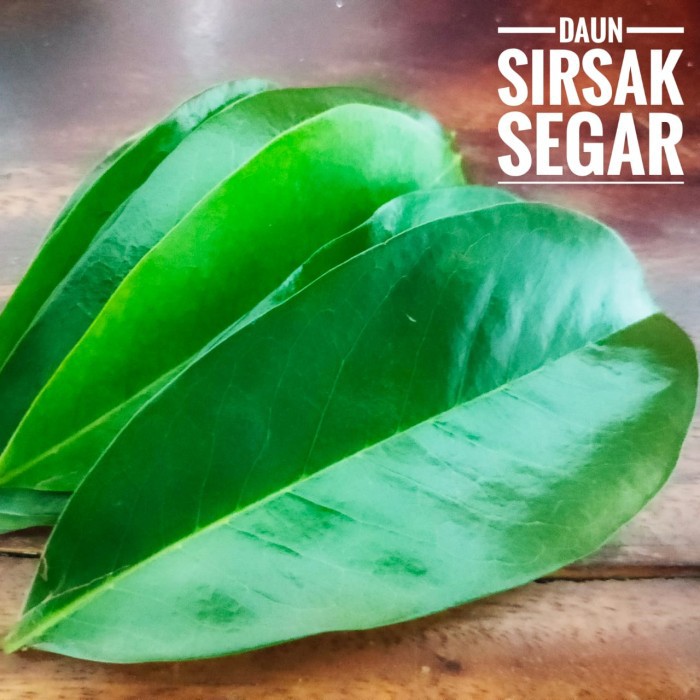 

Daun Sirsak Segar 10 lembar langsung petik dari pohon