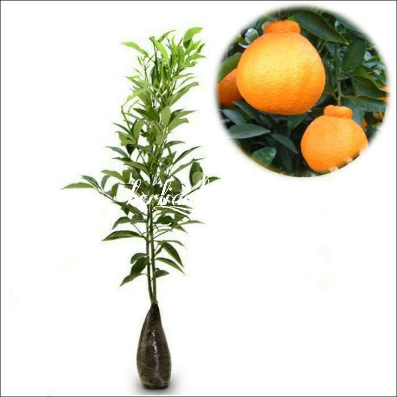 Promo bibit tanaman jeruk dekopon okulasi Murah