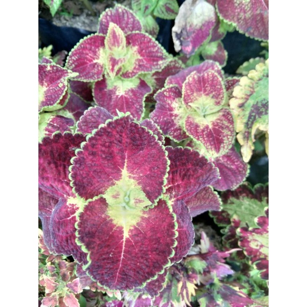 bunga miana jantung hati,berakar