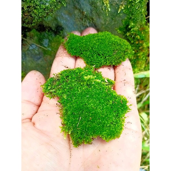 moss falludarium aquascape