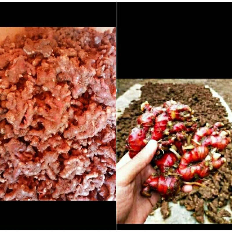 

Jahe Merah Segar 1 kg