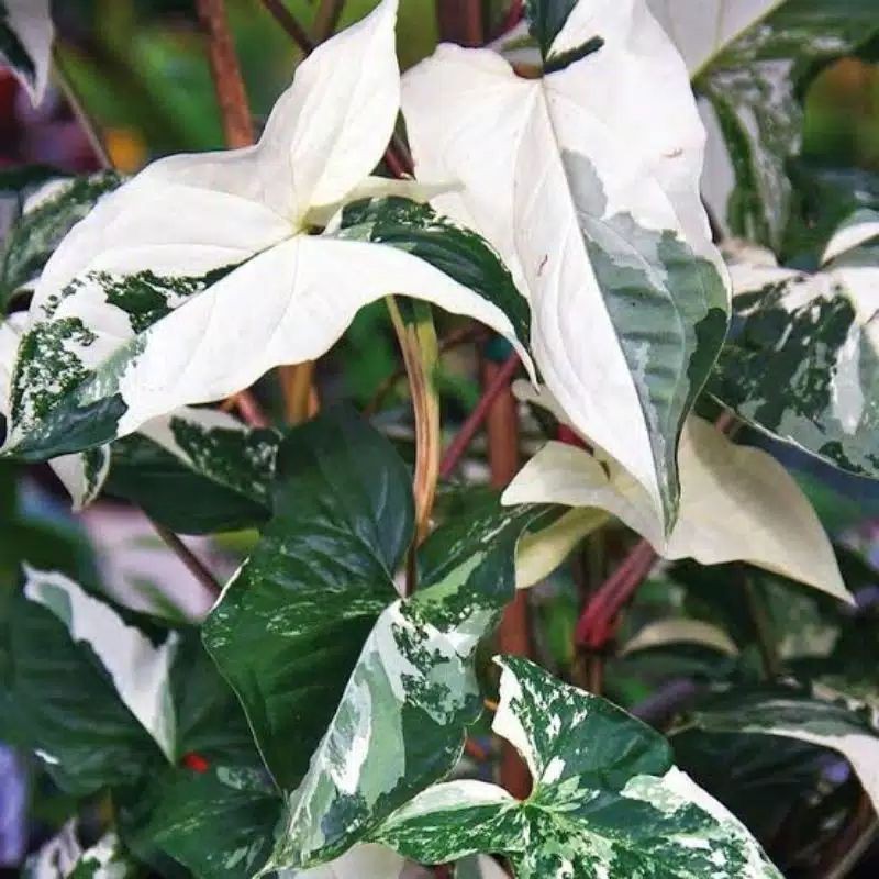tanaman hias syngonium varigata / tanaman syngonium varigata