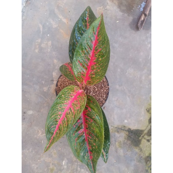 Aglaonema hot lady induk