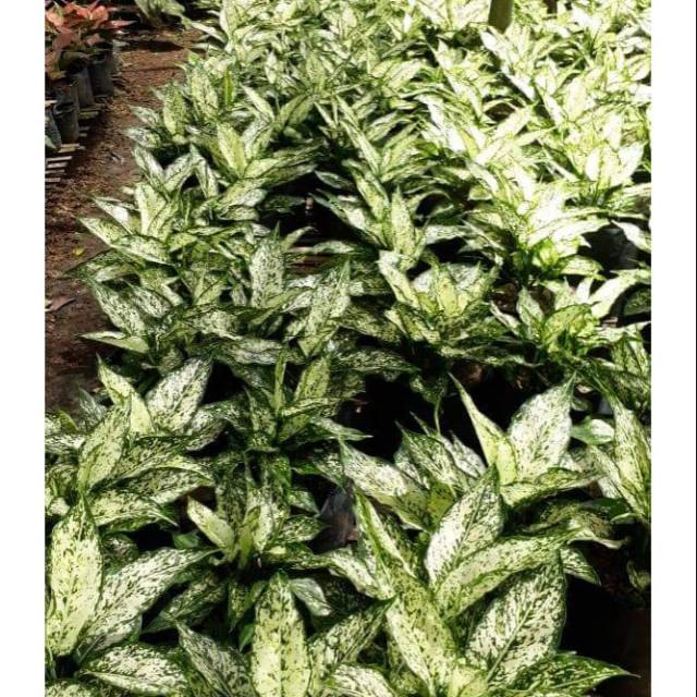 Aglonema snow white rumpun 2