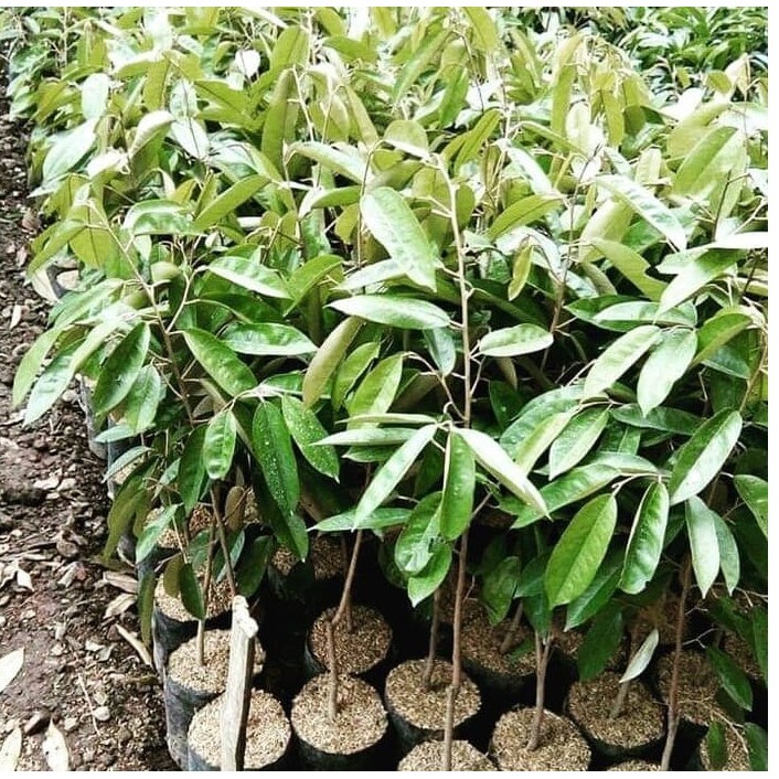 Paket 7 Bibit Durian Bawor 5 Bibit Durian Musangking