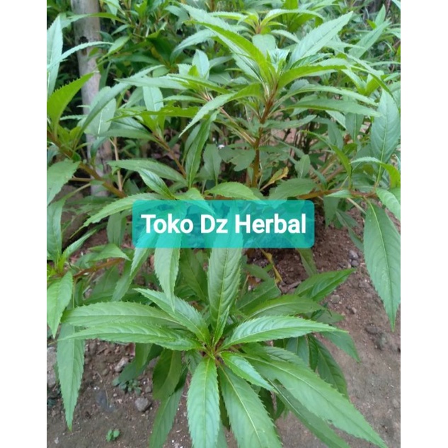 

Daun pacar air segar 500 gram petik langsung-az