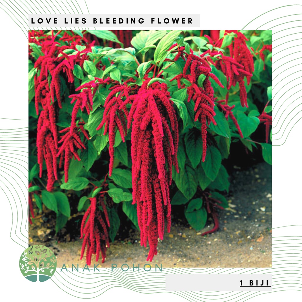 Benih Bibit Biji - Bunga Love Lies Bleeding Amaranthus caudatus Red Kastoyan Flower Seeds - IMPORT