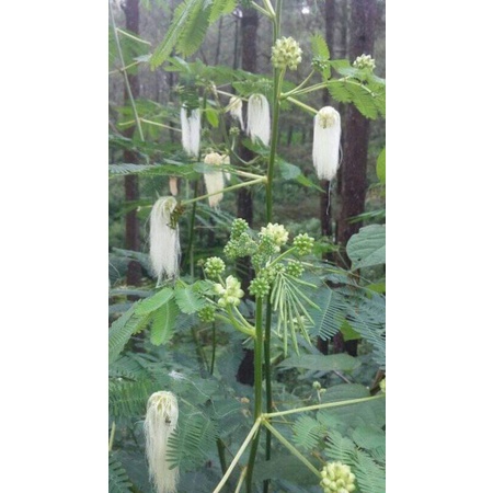 Biji Kaliandra Putih