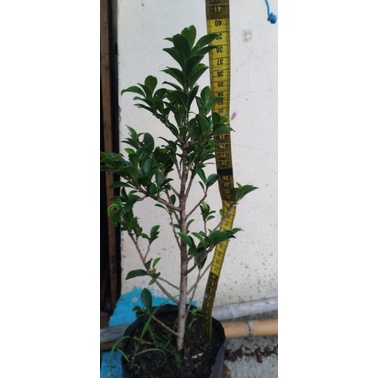 bibit bonsai beringin ficus elegan cangkokan
