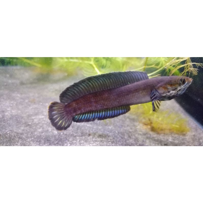 PAKET 5 EKOR CHANNA ANDRAO 10 12cm