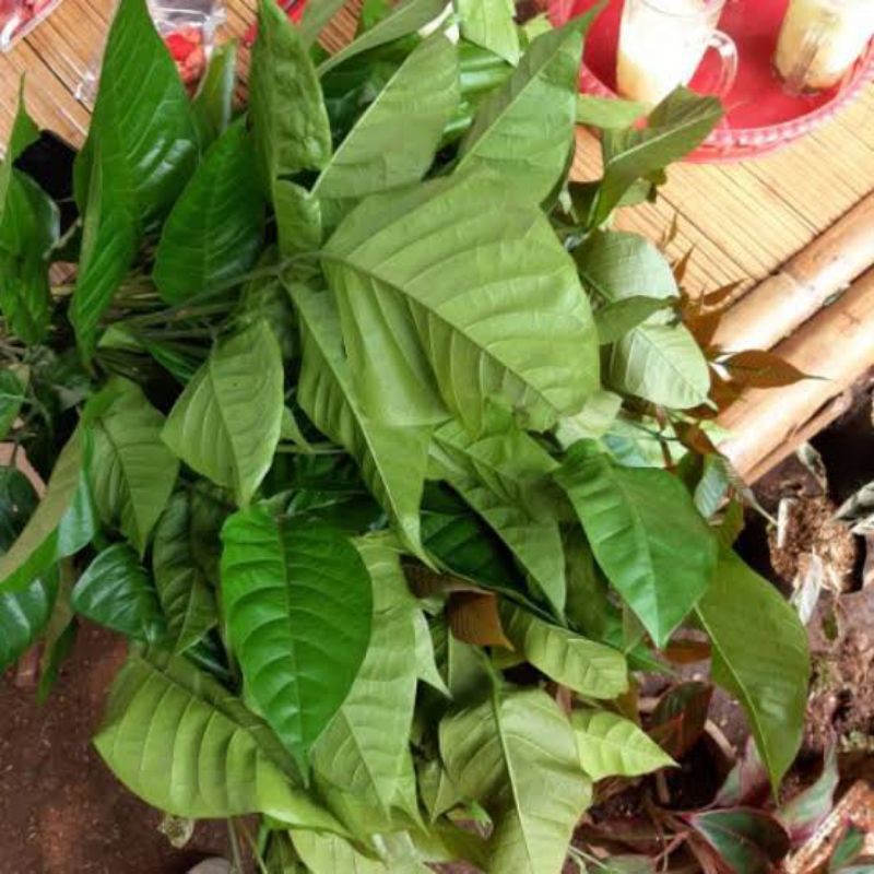 

Daun kecapi Fresh Herbal 35 lembar