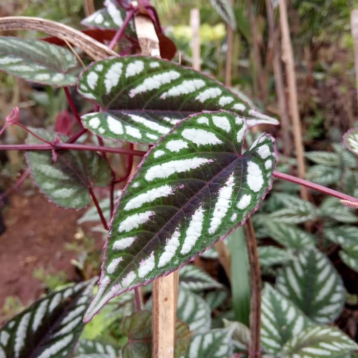 tanaman sirih keraton, tanaman rambat keraton, tanaman gantung keraton