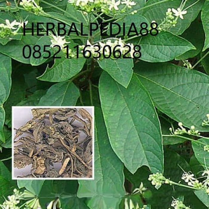 

da qing ye 大青叶 Isatidis Folium 600 gram