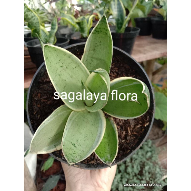 sansevieria silver hahnni