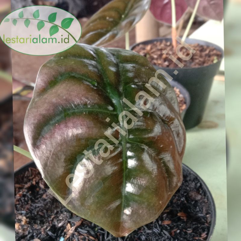 tanaman hias keladi tengkorak bunga keladi tangkorak