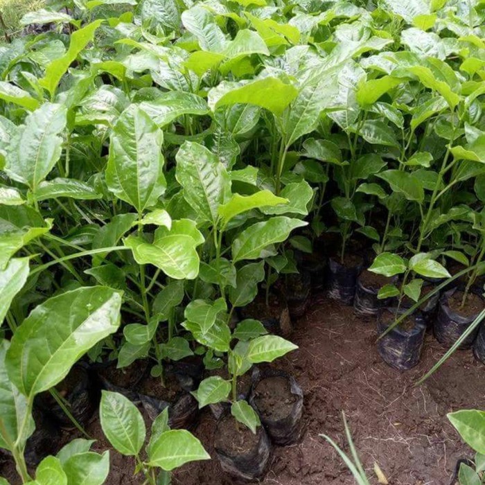 5 Bibit Tanaman Markisa Kuning Manis