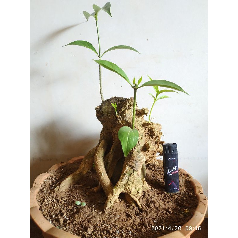 BAHAN BONSAI MENTAOS BERKARAKTER / BONSAI MURAH / BONSAI