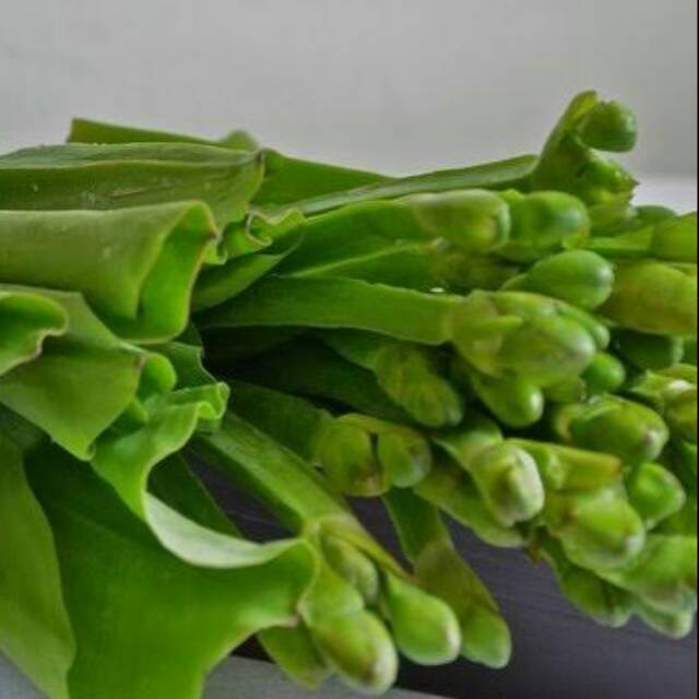 

Genjer kembang perikat (-+200gr)