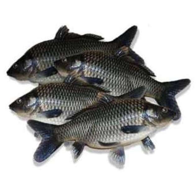 

Ikan Mas 500gr Pasar Murah Bandung