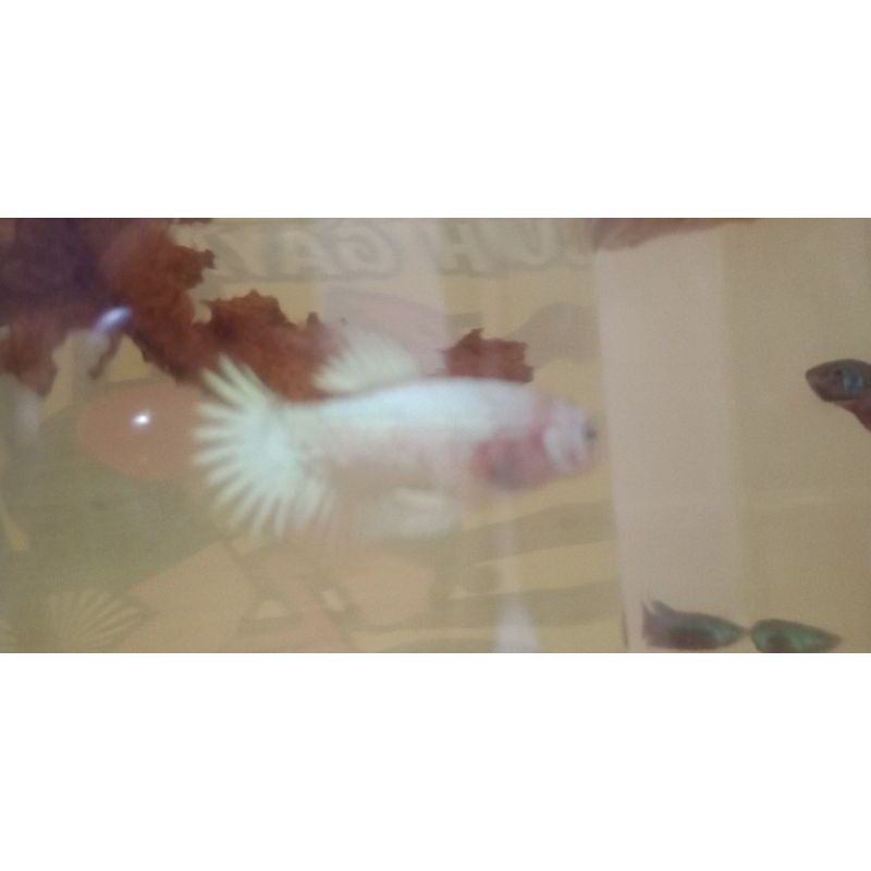 

ikan cupang white paltinum cooper