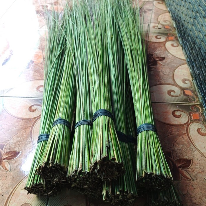 

sapu lidi aren terbaru