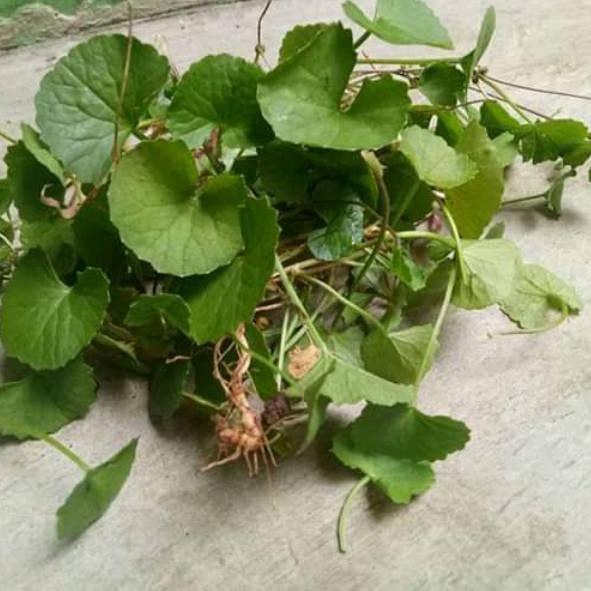 

Original Daun pegagan,antanan segar(250gram)