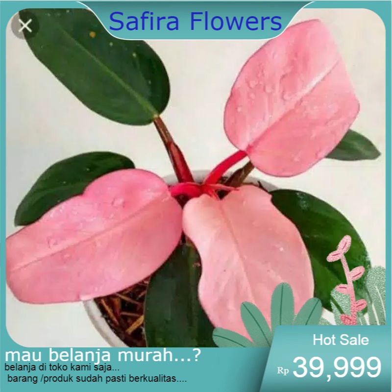 pohon pink kongo-tanaman hias philo pink kongo