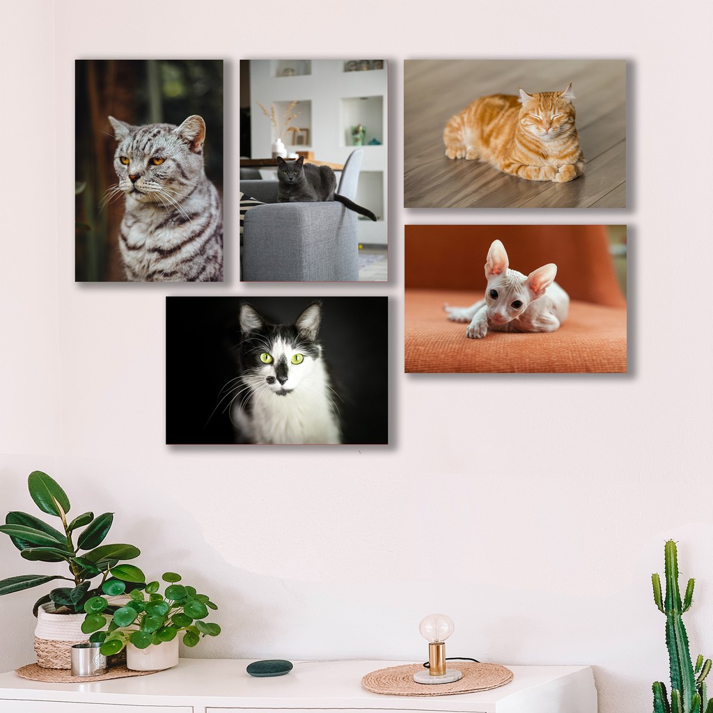 HIASAN DINDING POSTER BESAR 20X30CM TEMA KUCING DENGAN BINGKAI HIASAN MINIMALIS