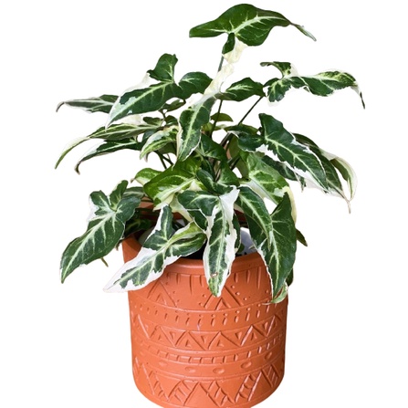 Syngonium T25 Singonium Tanaman Syngonium Anakan Tanaman Hias Indoor Tanaman Bibit Syngonium