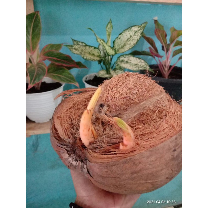 bahan bonsai kelapa (kembar 2)