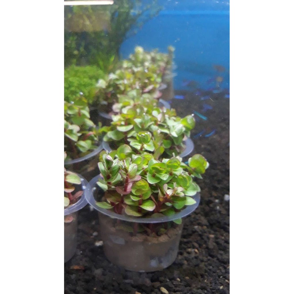 Tanaman Aquascape " Rotala Blood Red "