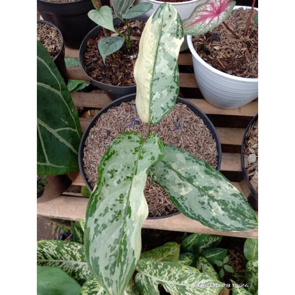 Aglonema Comutatum varigata