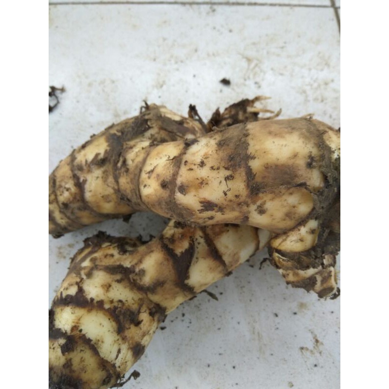 

Ganyong Makanan Tradisional